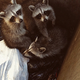 Image for article titled Stories About Bill, My Yard Raccoon